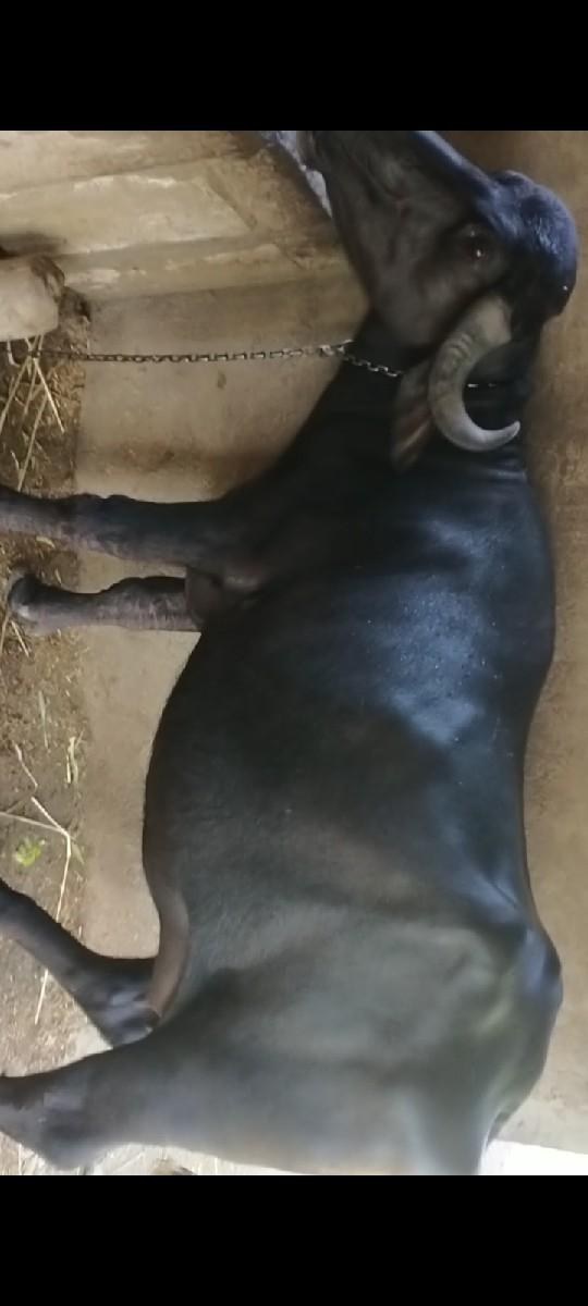 થંબનેલ 2