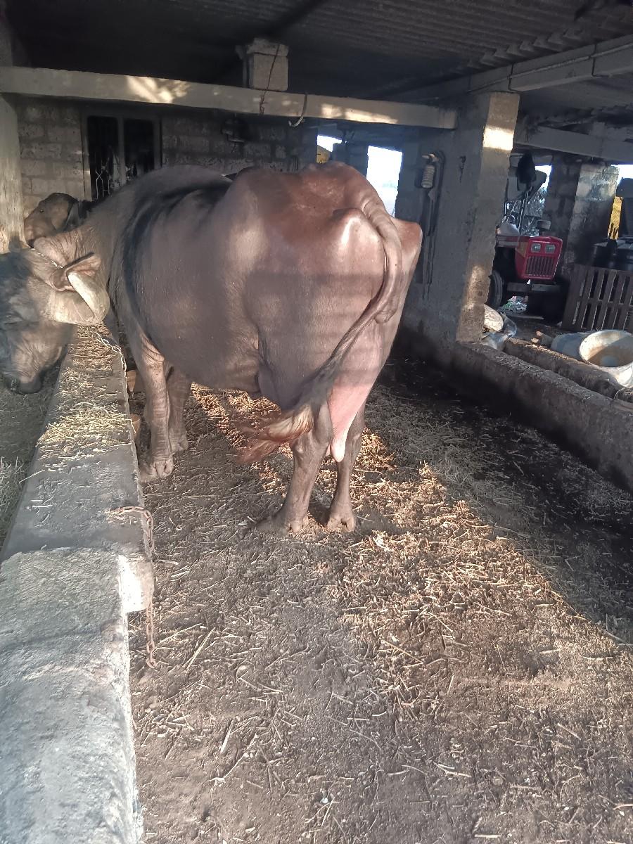 थंबनेल 3