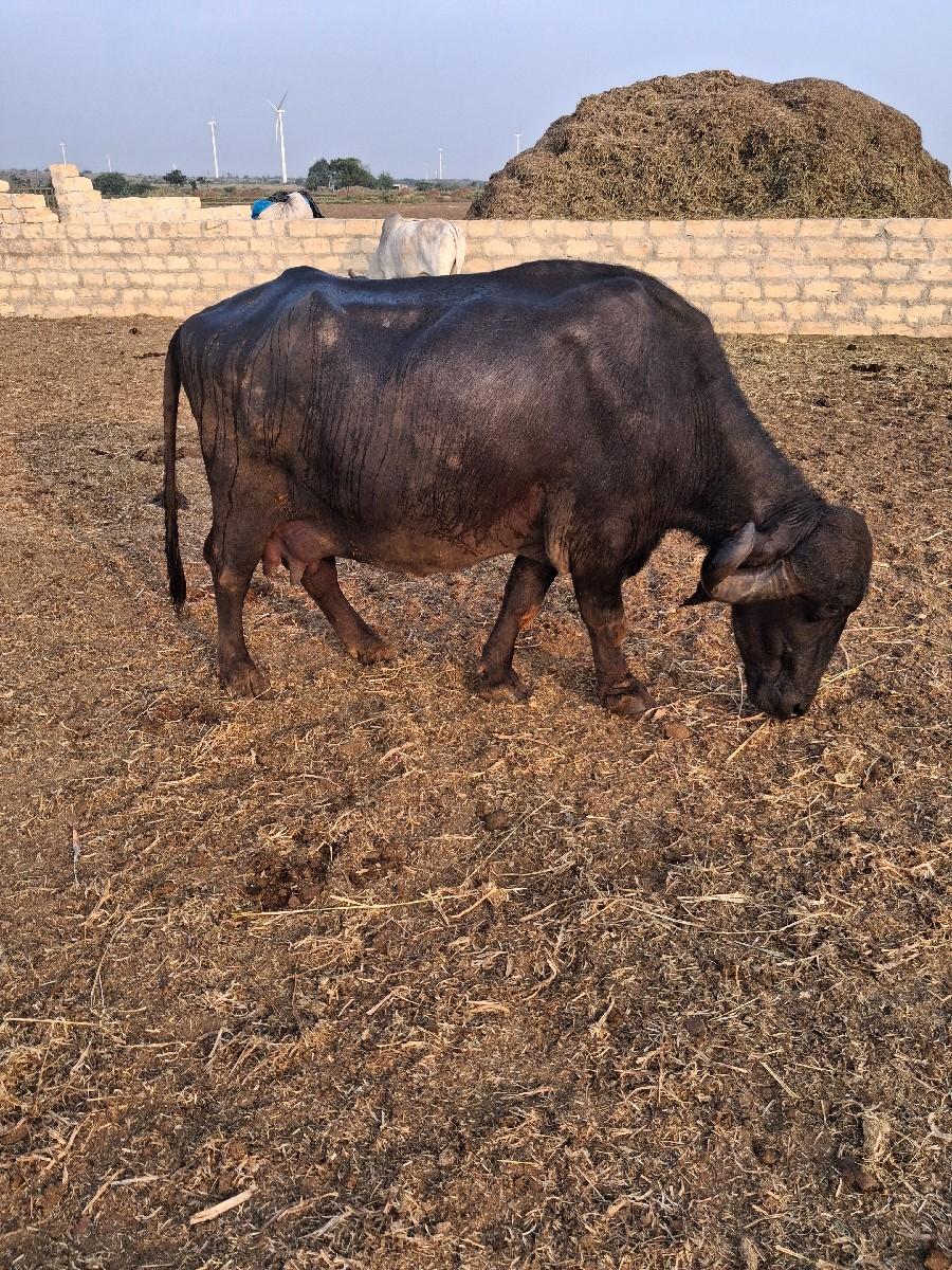 થંબનેલ 2