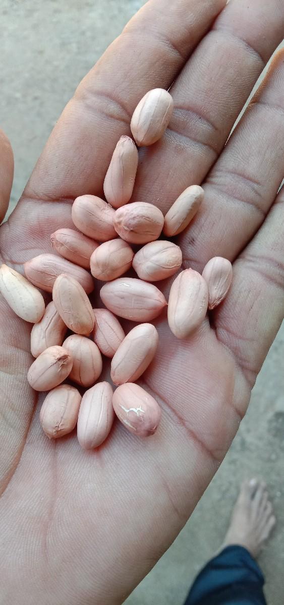 66 નંબર મગફળી