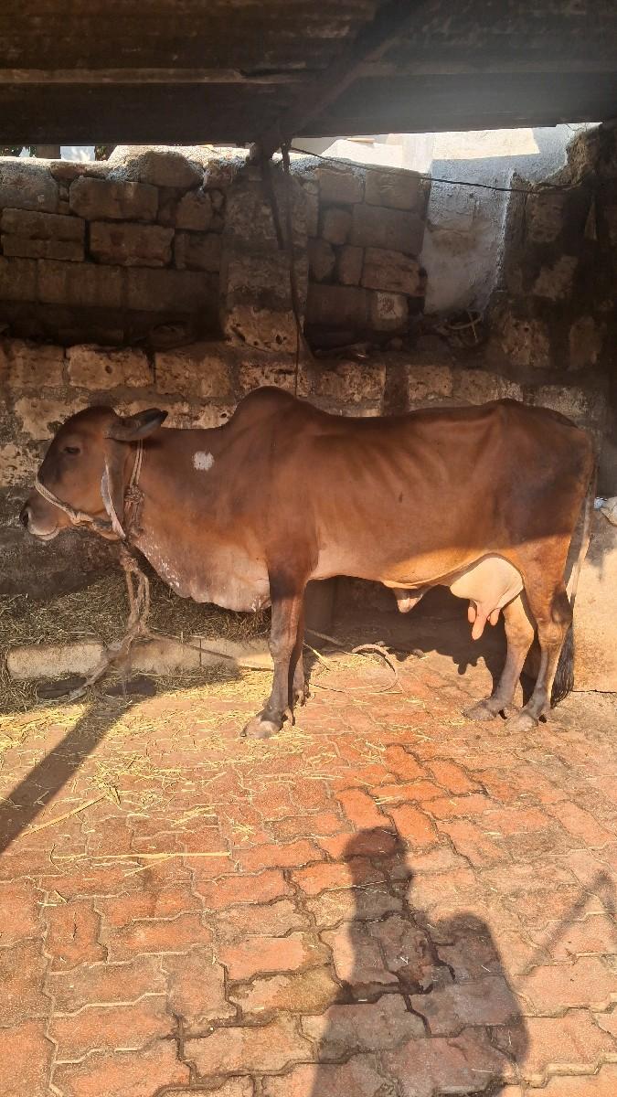 ગાય વેચાવાની છે