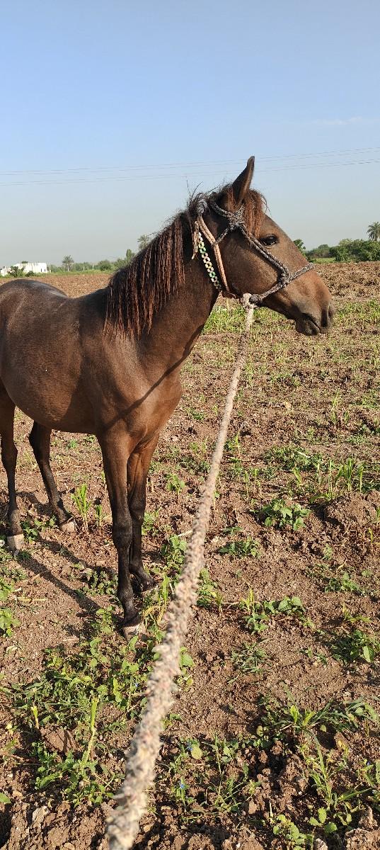 વસેરી છે