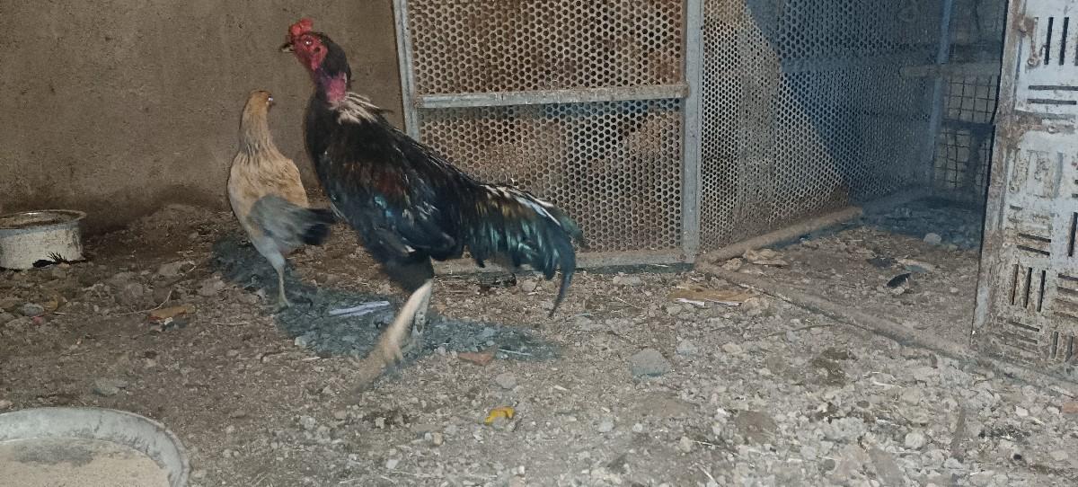 થંબનેલ 2