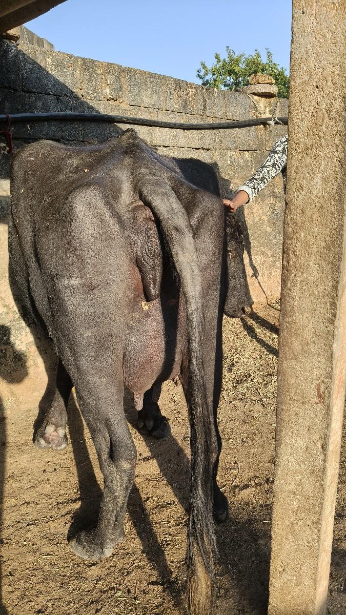 થંબનેલ 2