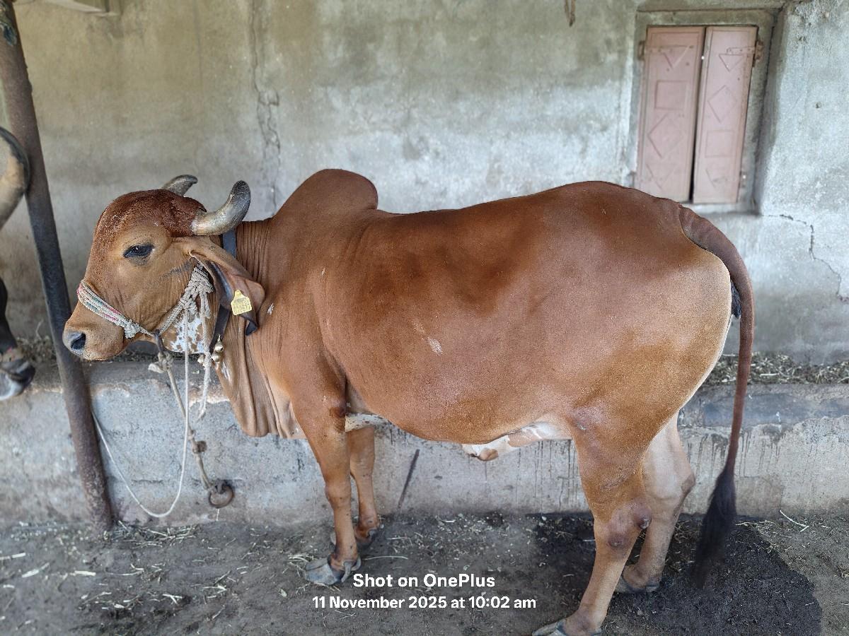 થંબનેલ 3