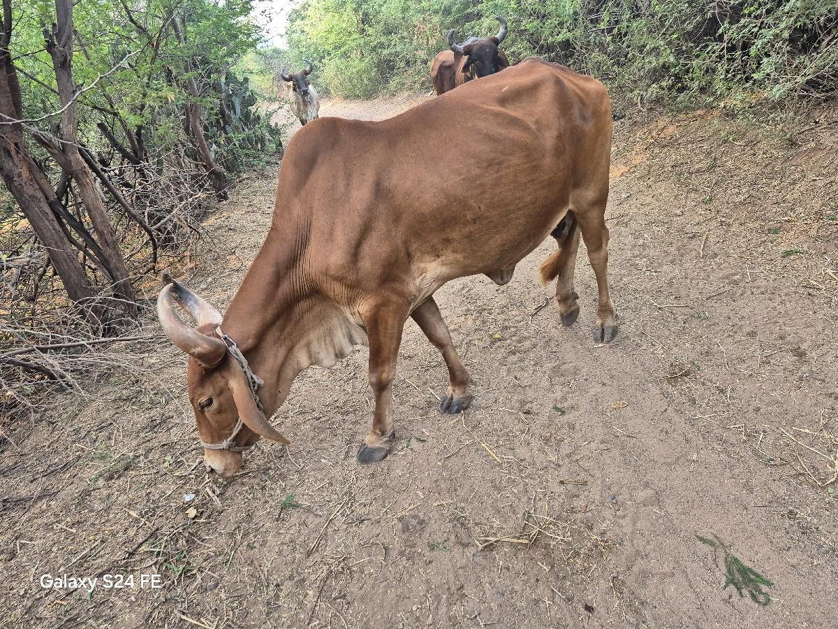 થંબનેલ 3