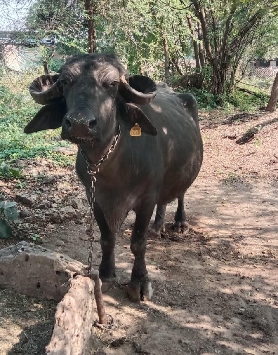 ભેંસ વેચવાની છે.