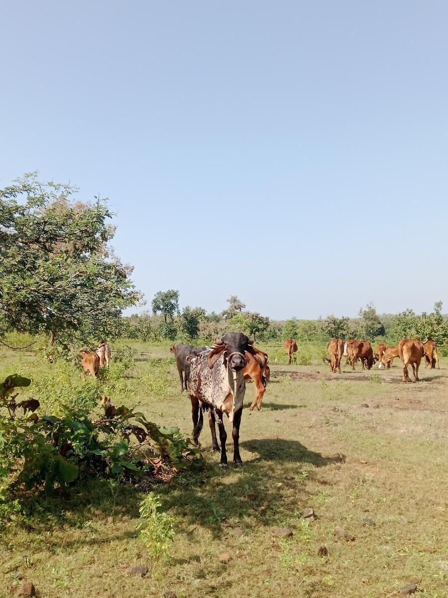 થંબનેલ 2