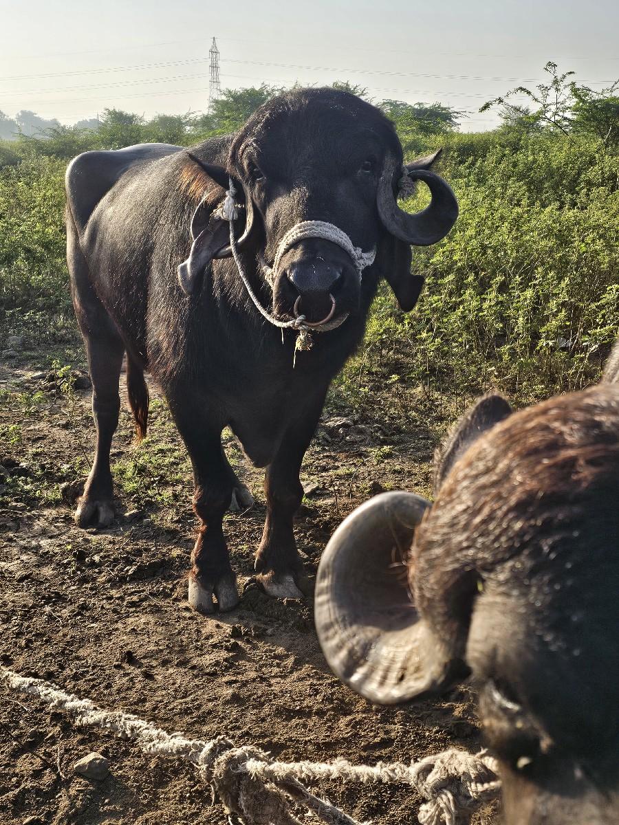 થંબનેલ 2