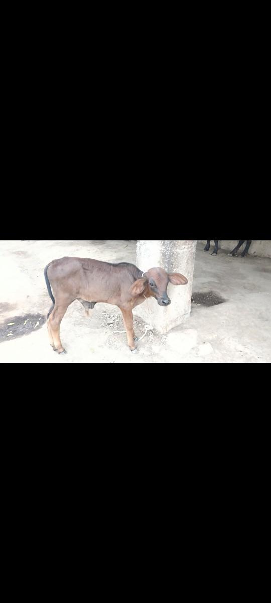 થંબનેલ 3