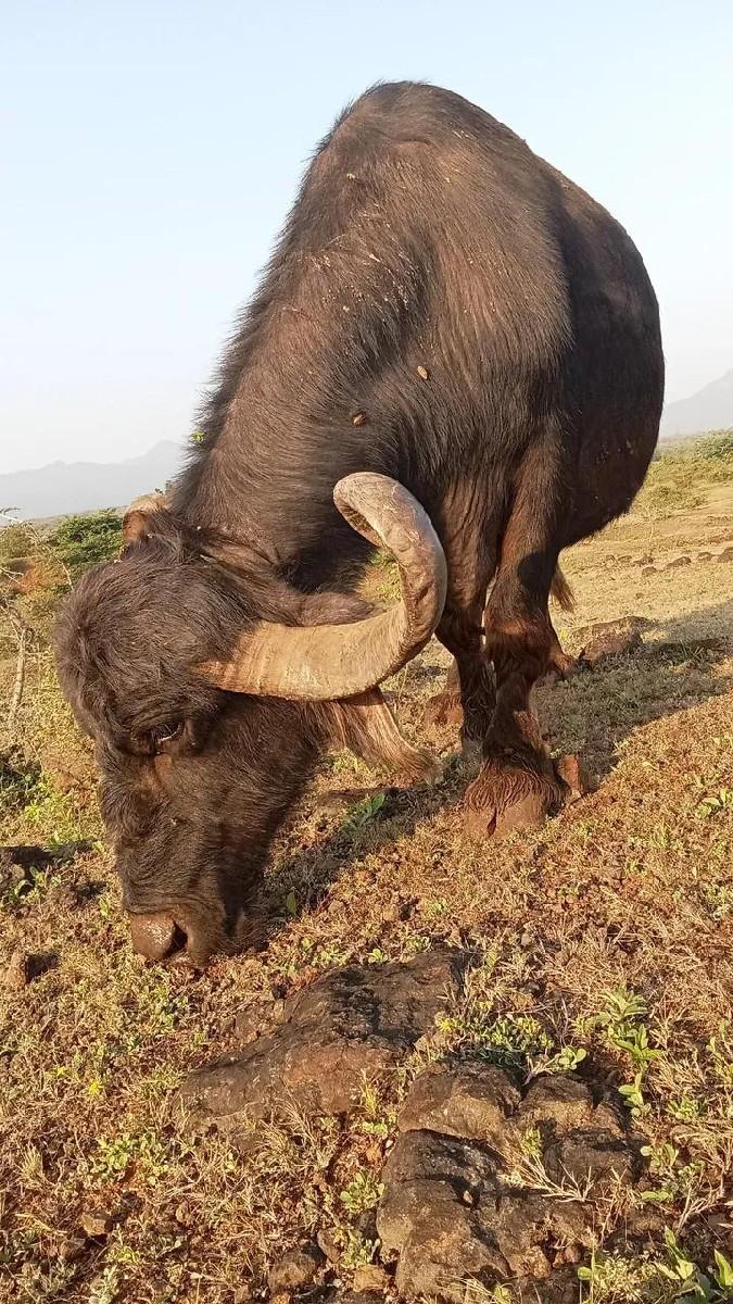 ભેસ વેચવાની છે