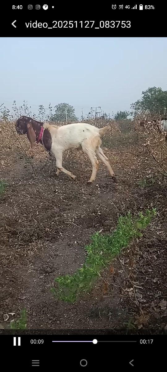 થંબનેલ 3