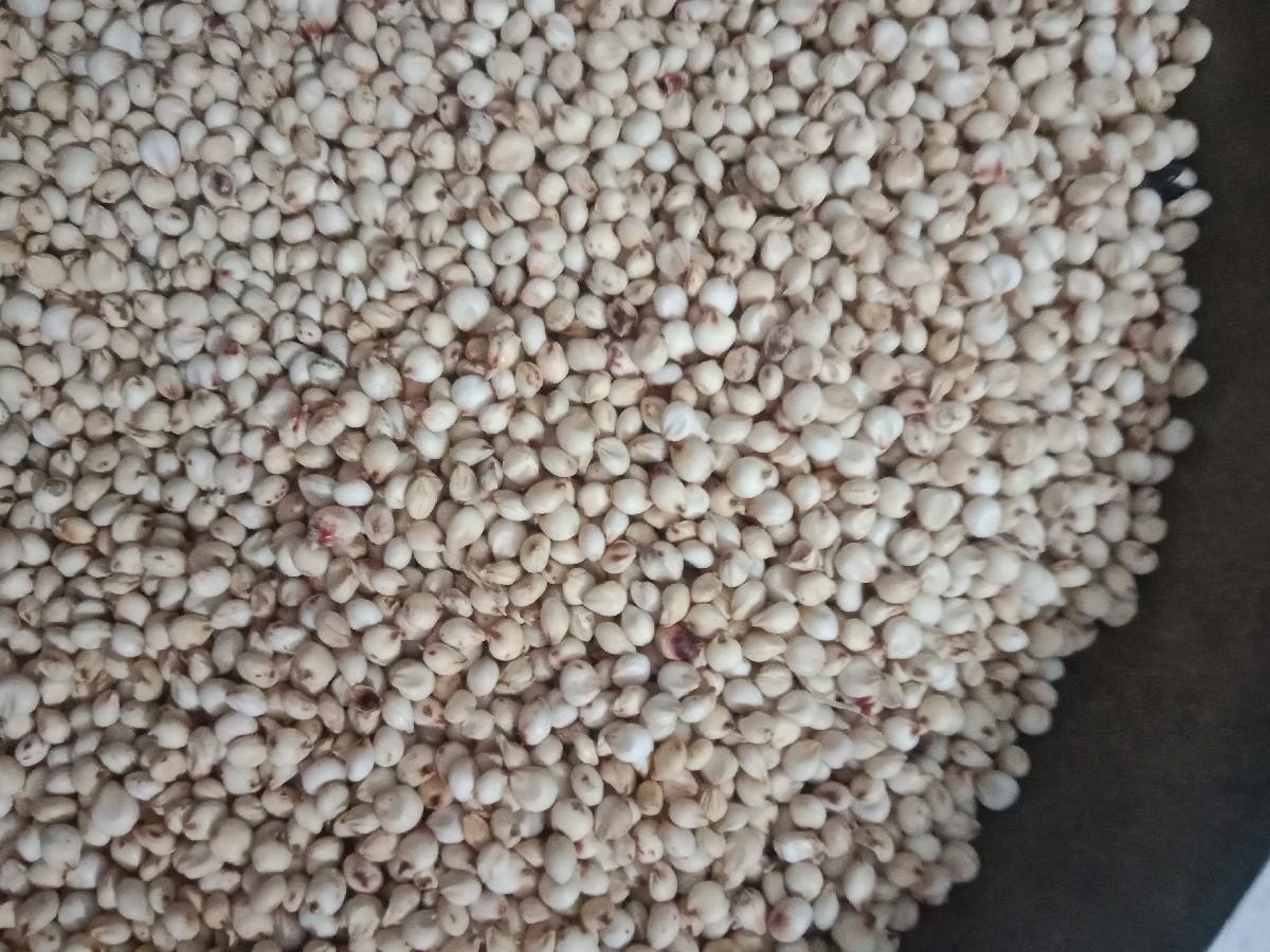 જુવાર one નંબર