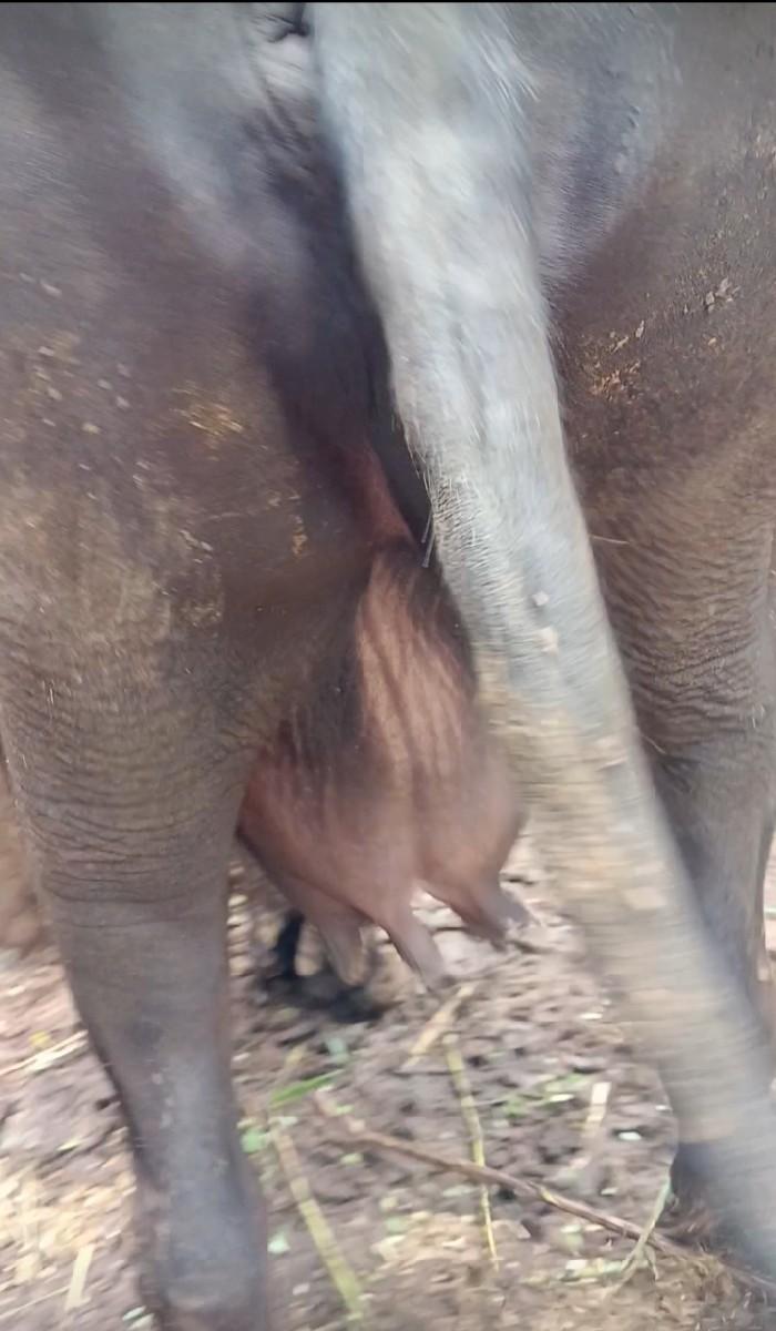 ભેંશ વેચવાની છે