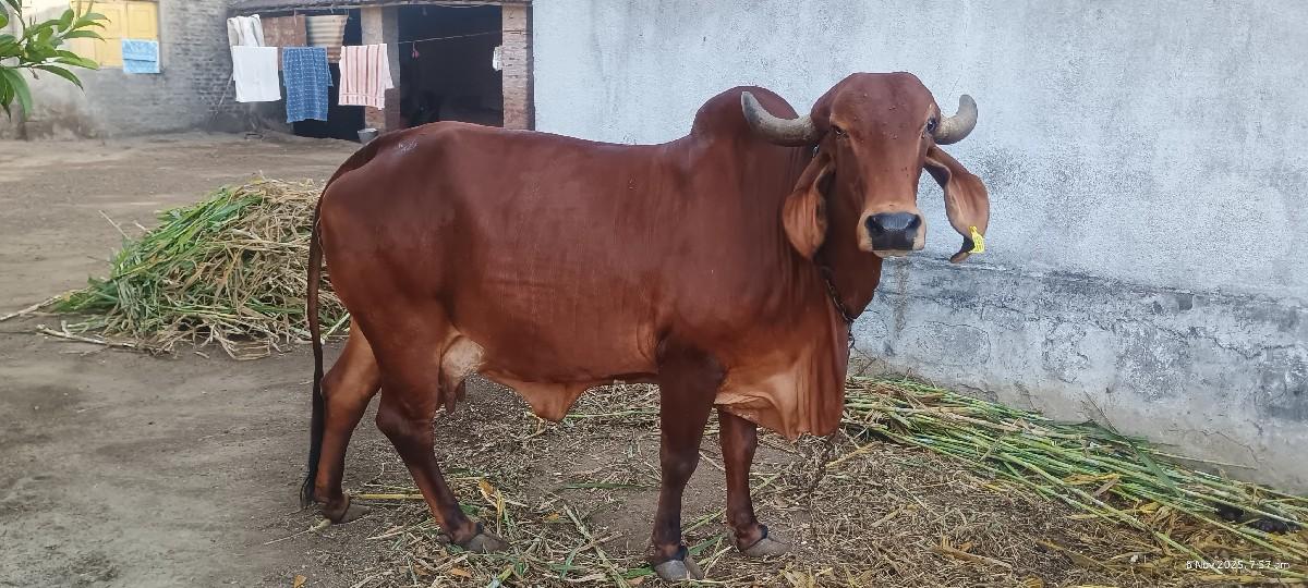 ગીર ગાય વેચવાની