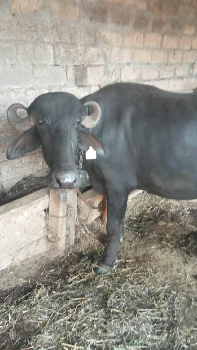 થંબનેલ 2