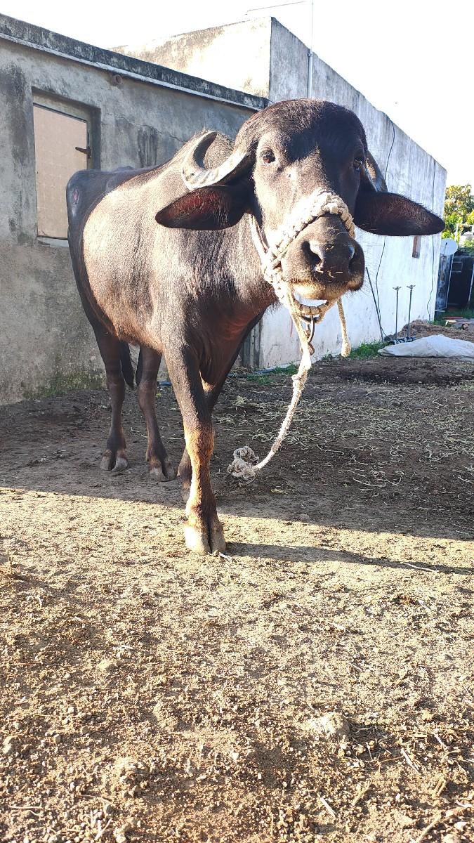 વેચવાની