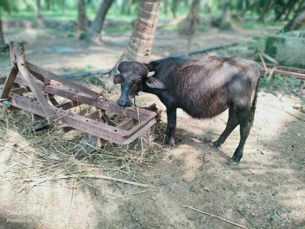 થંબનેલ 2