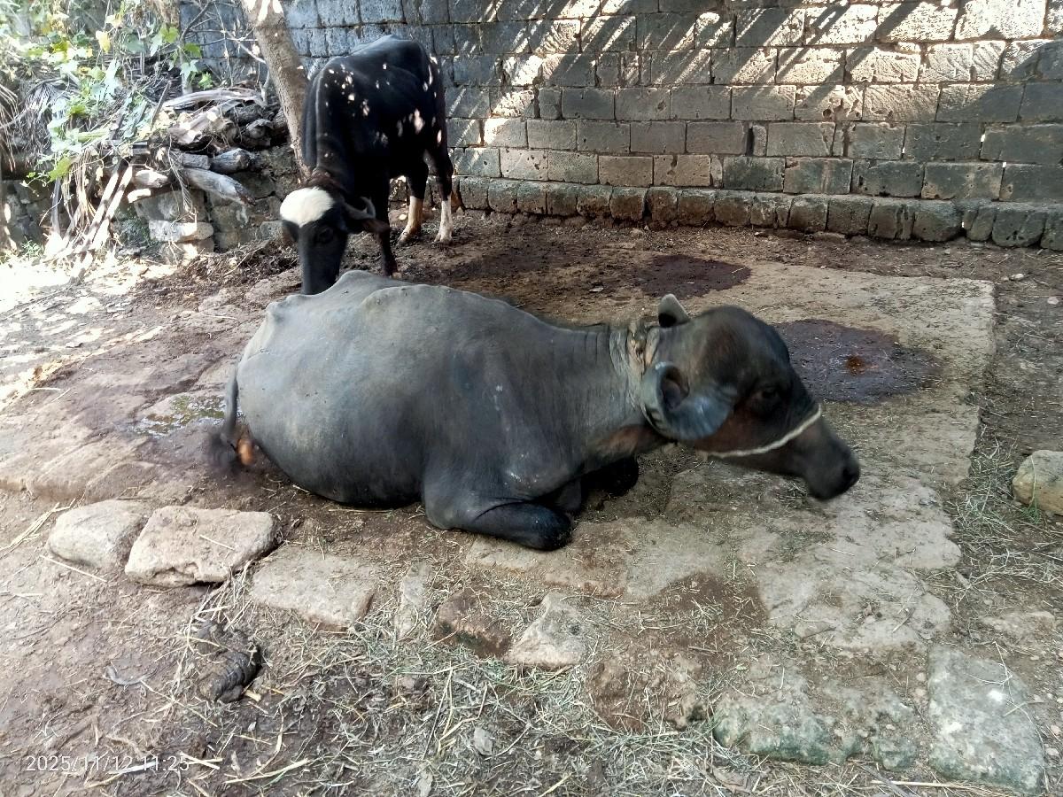 ભેસ વેચવાની છે