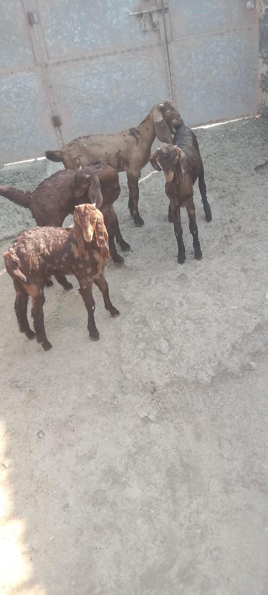 થંબનેલ 3