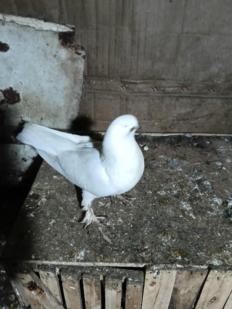 kabutar vechvana che