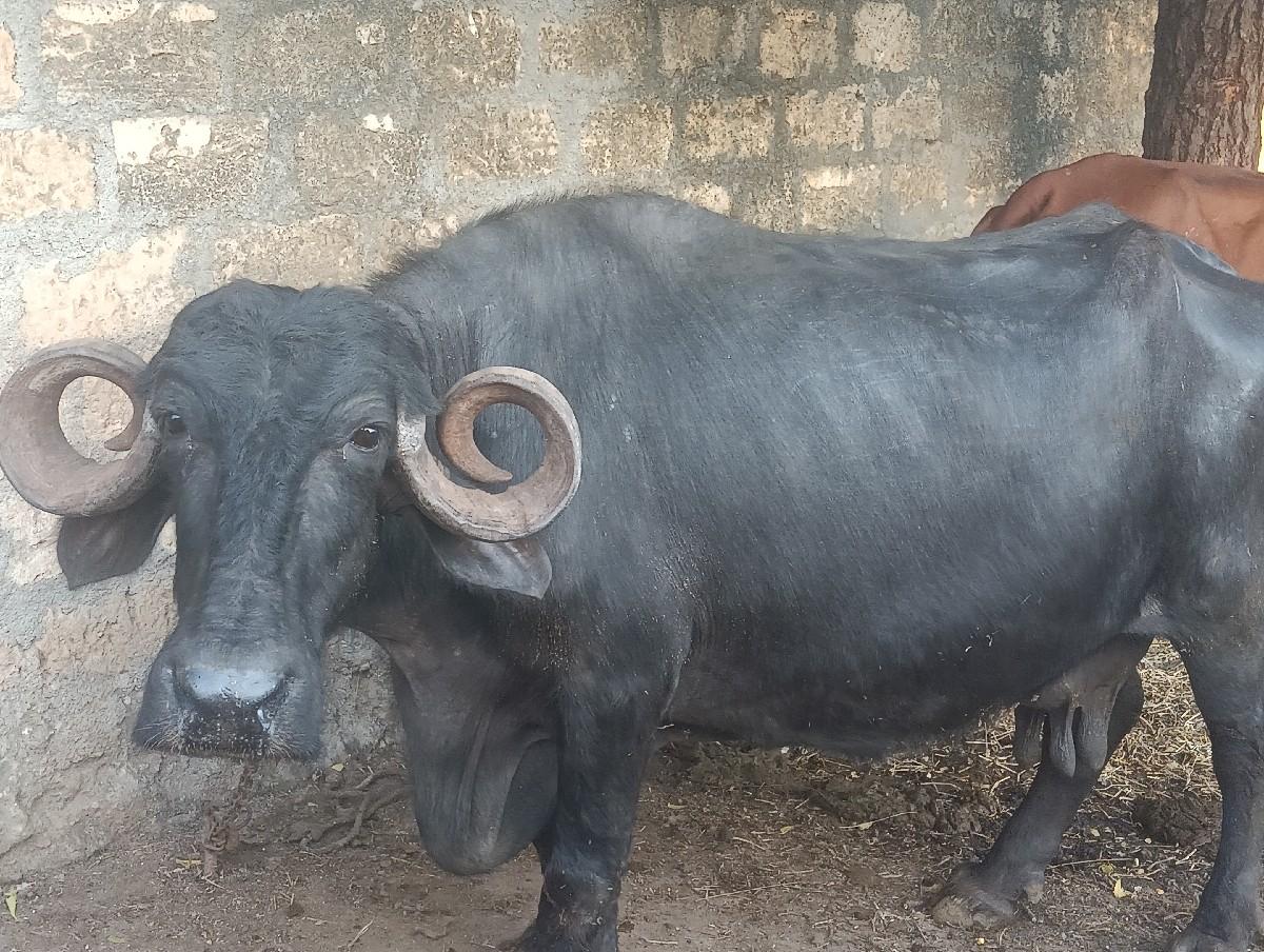 થંબનેલ 1