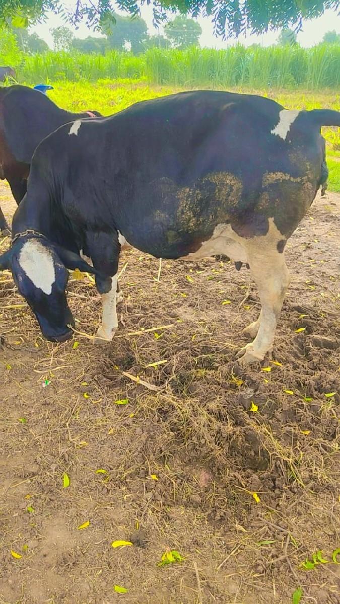 થંબનેલ 2