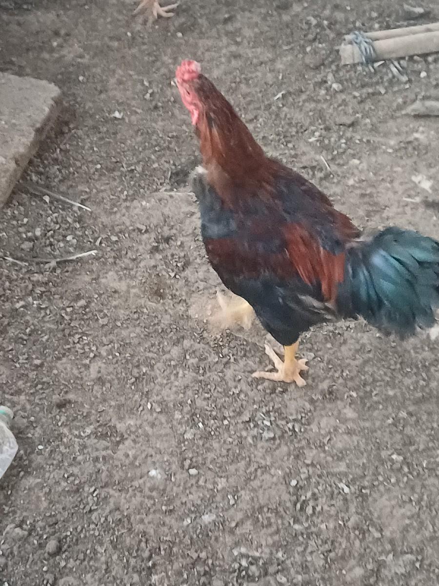 थंबनेल 3