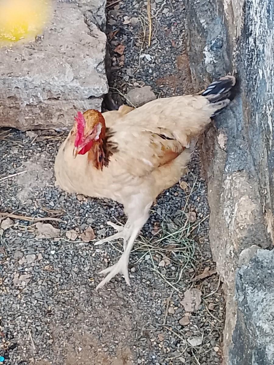 થંબનેલ 3