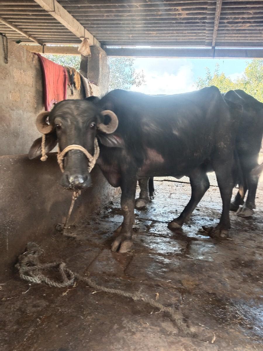 થંબનેલ 3