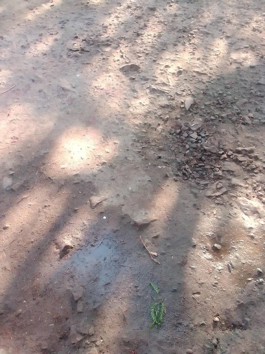 ઠાલી ખડેલી કે ભેંસ લેવાની છે