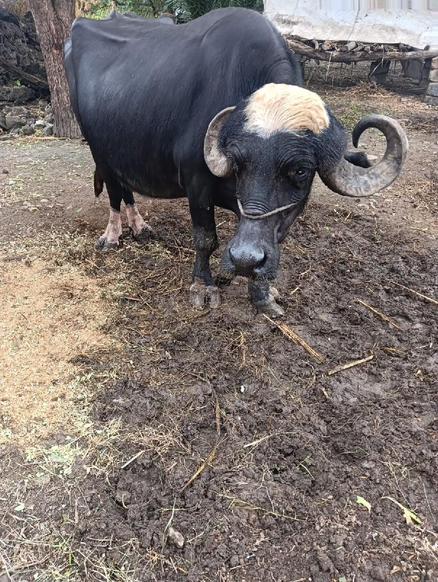 ભેસ વેચવાની છે ૪જુ વેતર