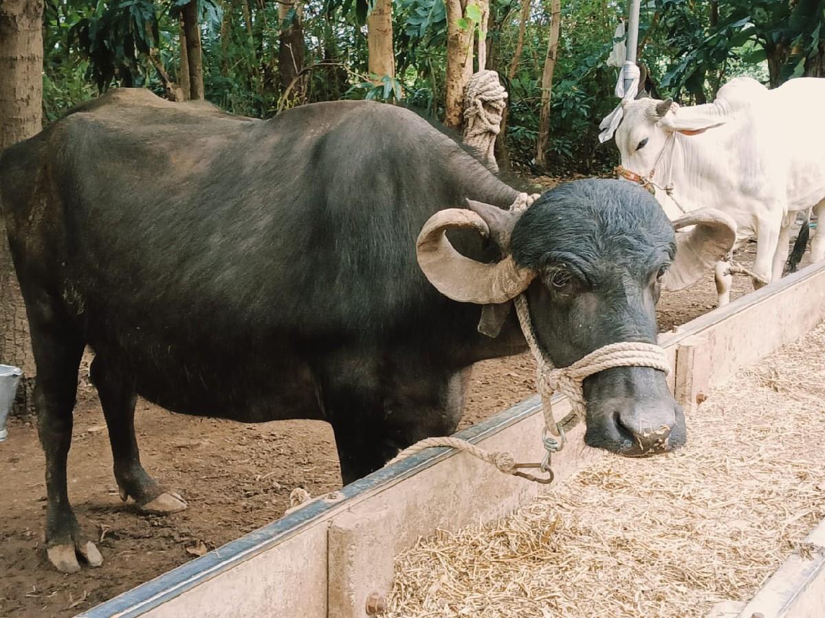 થંબનેલ 2