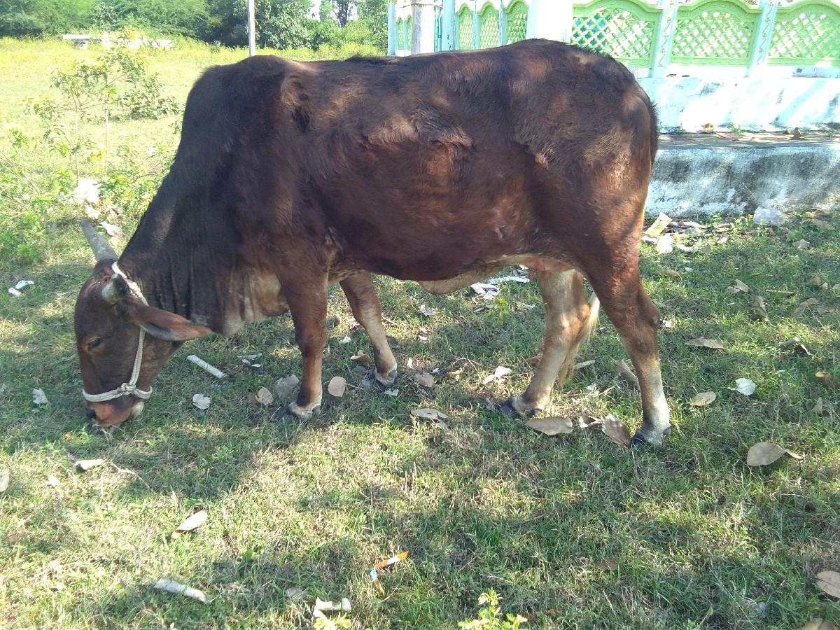 1 vetar Vyanel desi jarsi