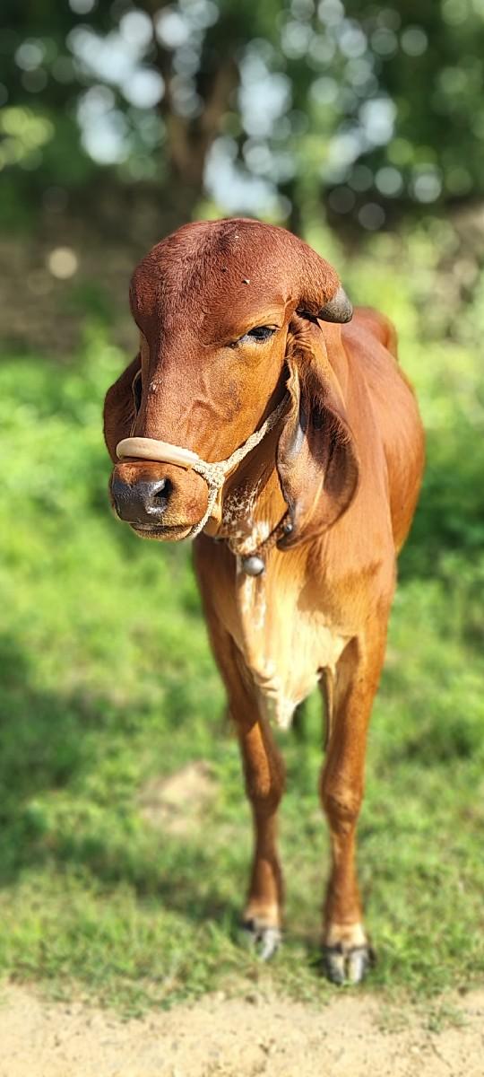 થંબનેલ 3