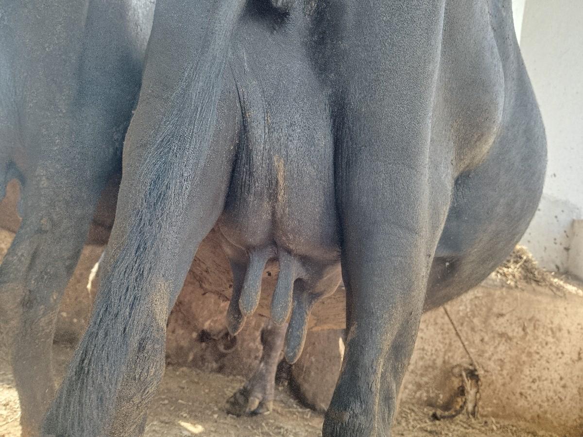 થંબનેલ 2