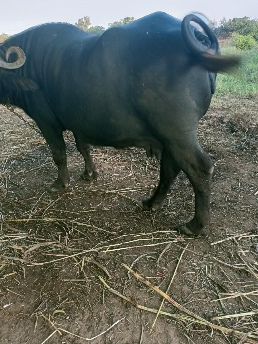 ભેંશ વેચવાની છે