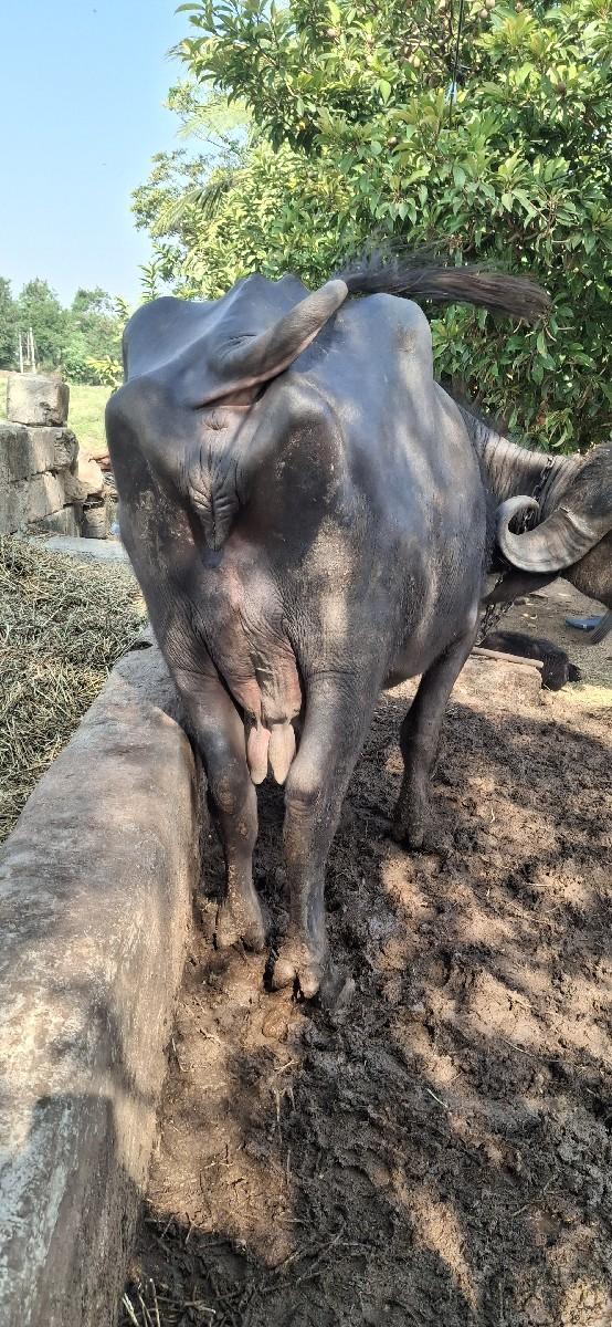 થંબનેલ 2