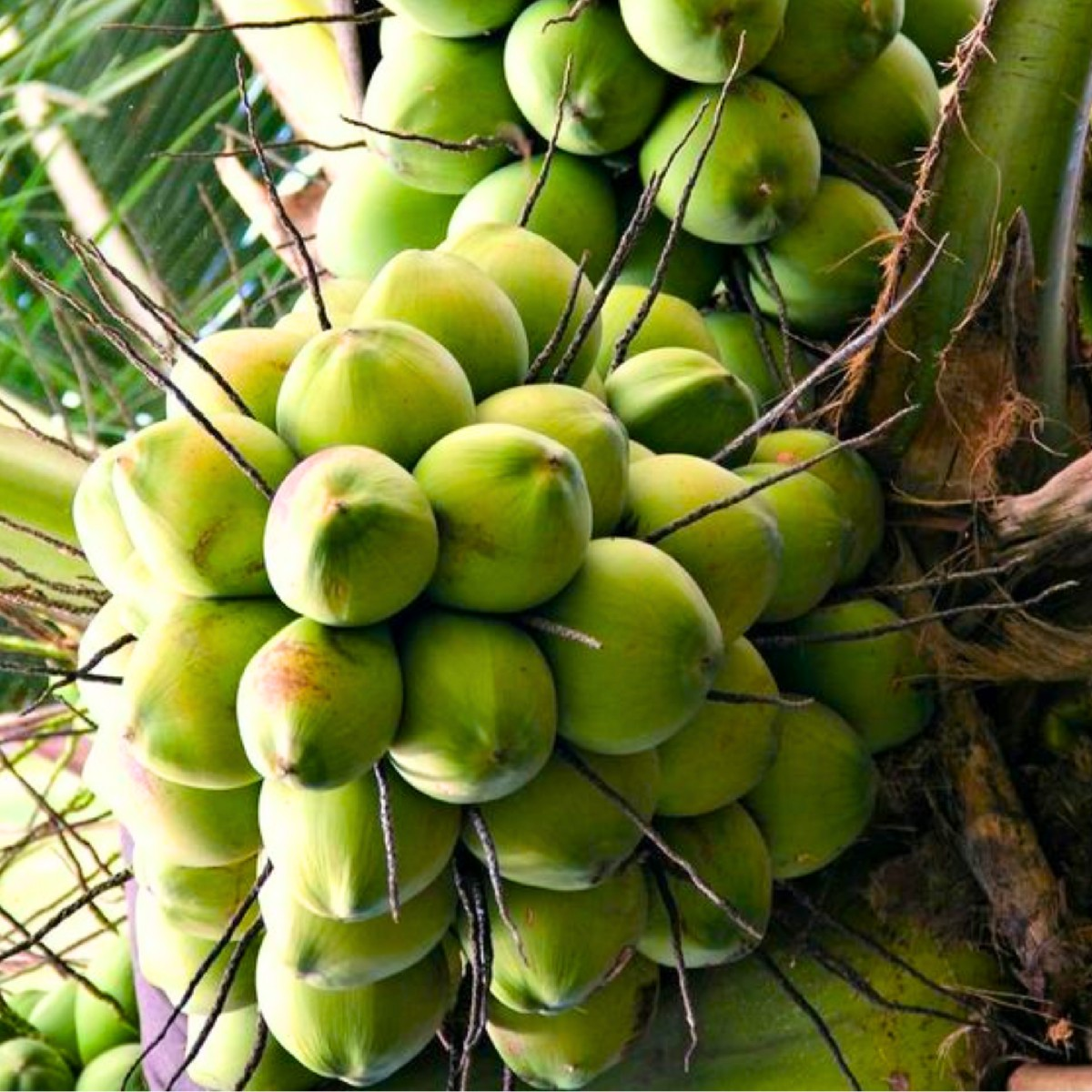 मीठे पानी वाले नारियल—सीधे फ़ार्म