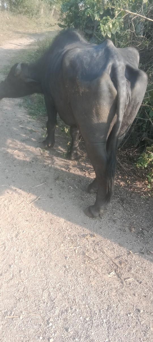 થંબનેલ 2