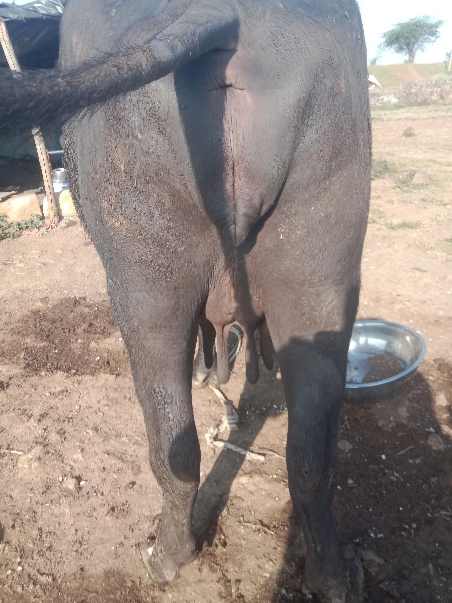 થંબનેલ 3