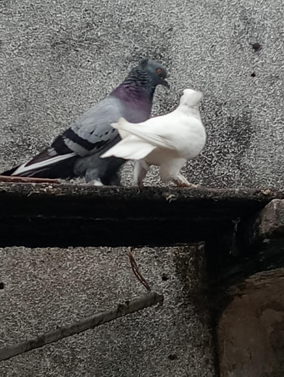 ચોંટી મોજા વાળા કબૂતર