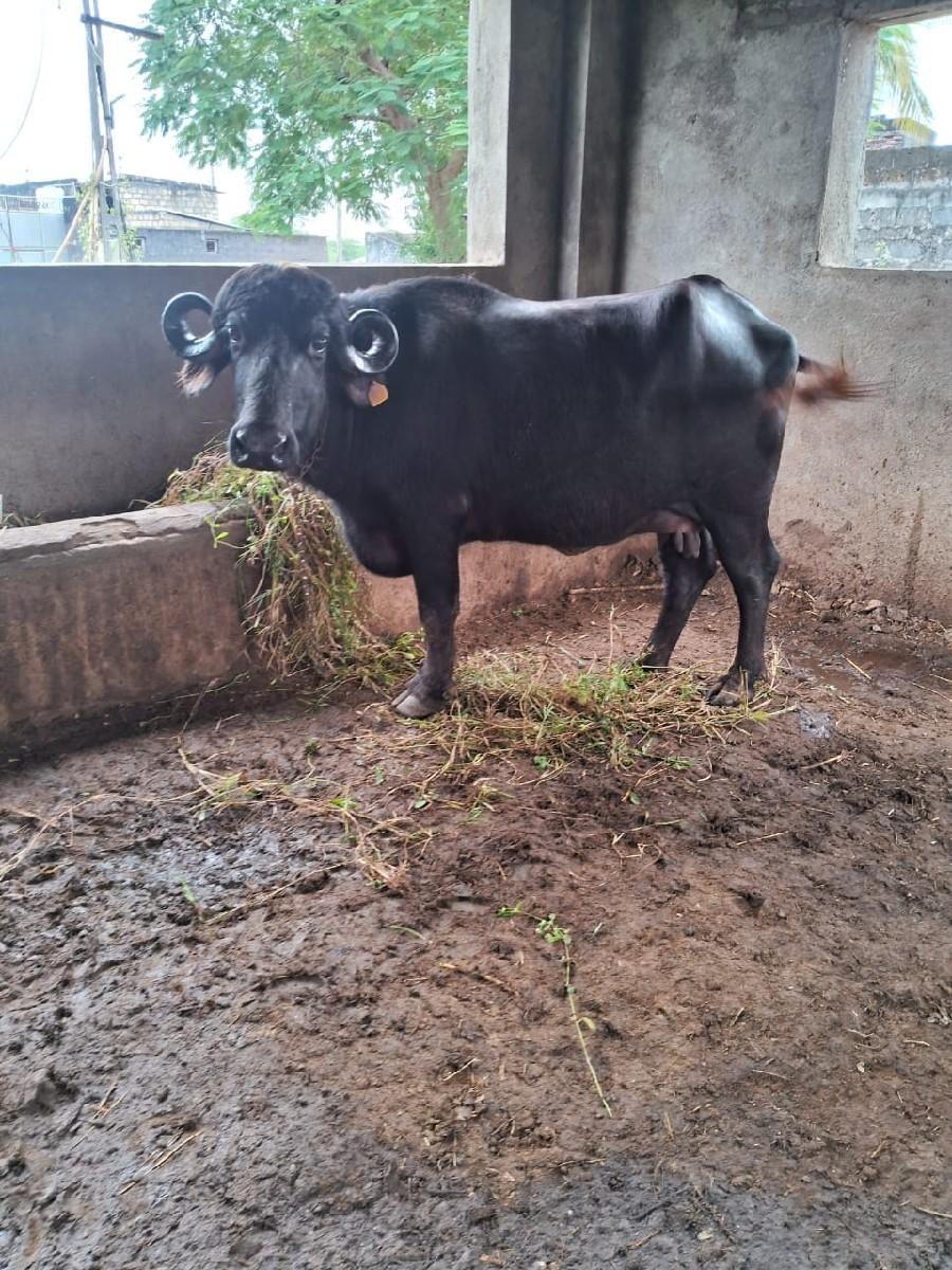 થંબનેલ 2