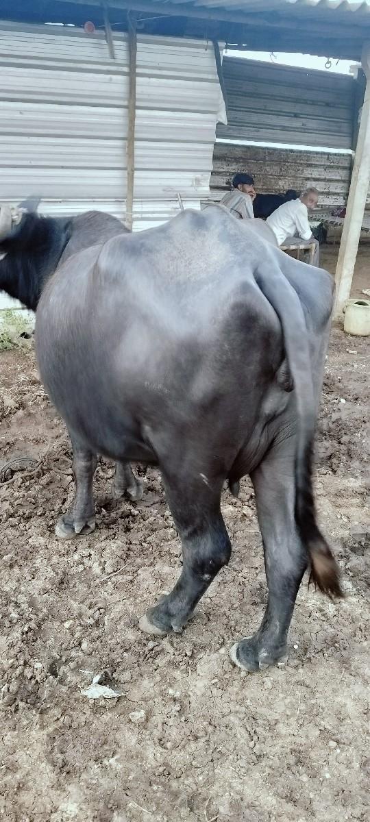 ભૅસ વૅચવાની છૅ  પૅલૂ વૅતર