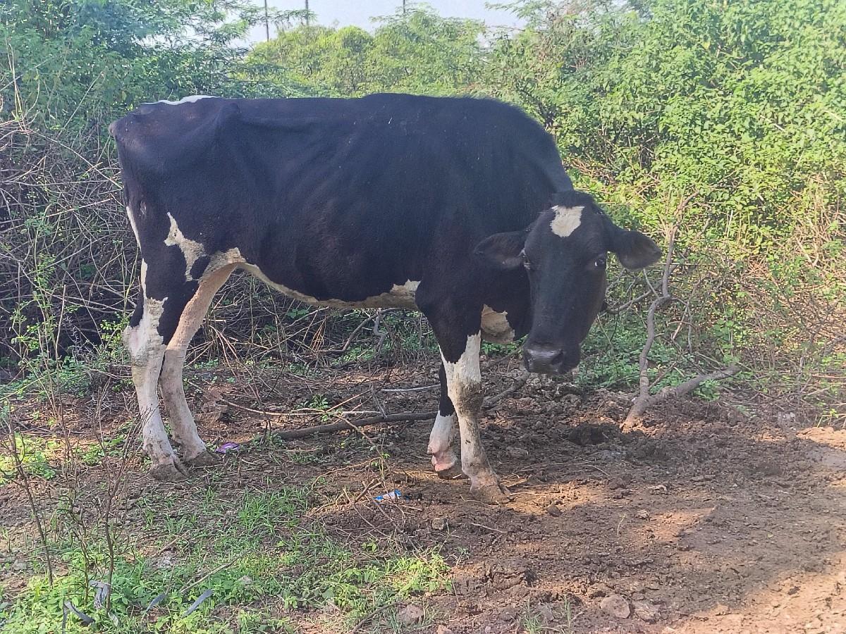 એચેફ જરસી