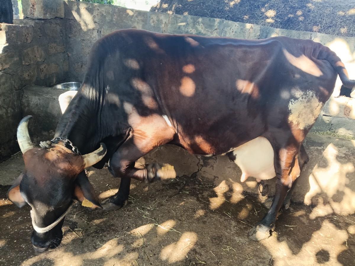 થંબનેલ 2