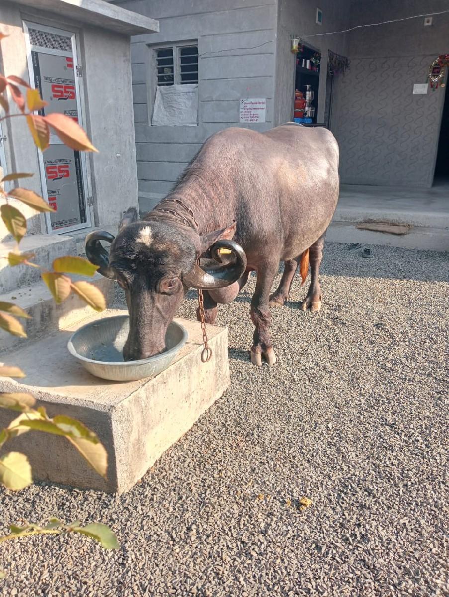 થંબનેલ 3