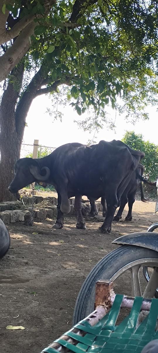 ભેંશ વેશવાની છે