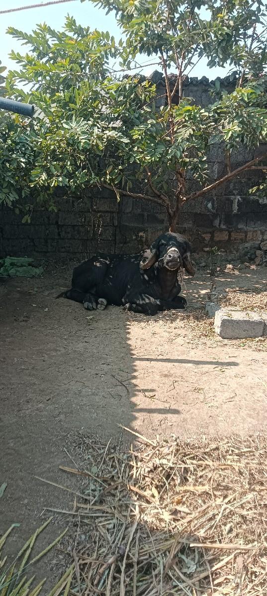 थंबनेल 2