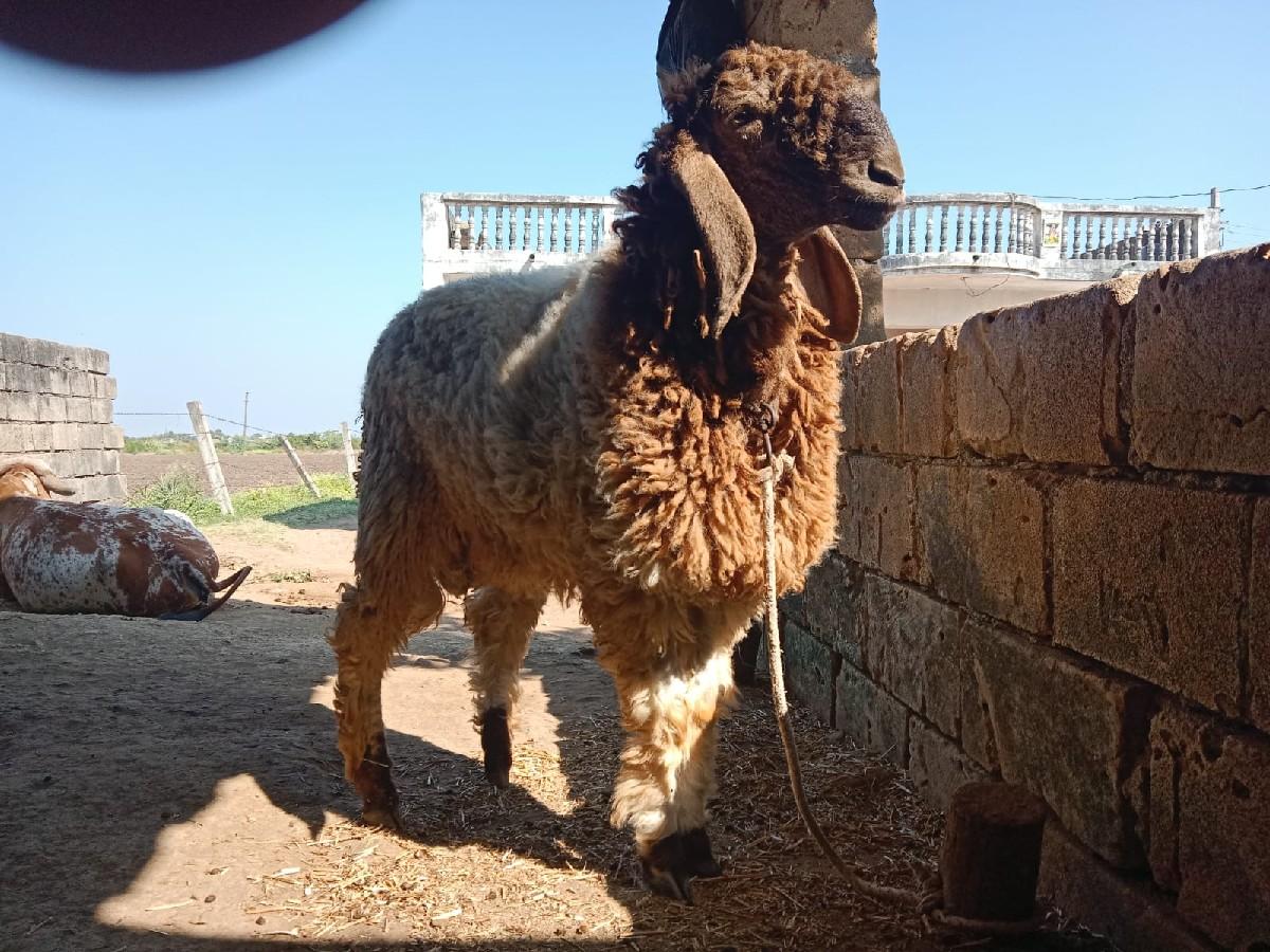 થંબનેલ 2